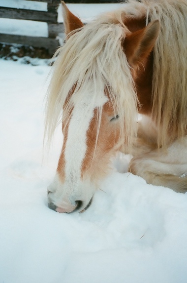 植本一子《ここは安心安全な場所》より　2025年